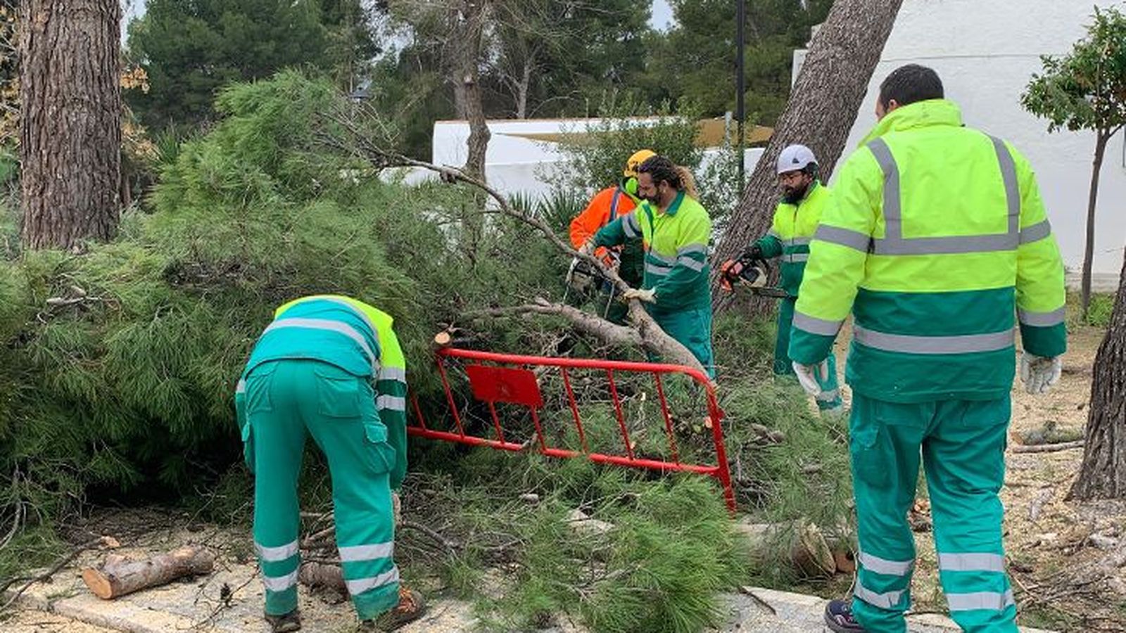 Operarios municipales de Puente Genil talan varios árboles caídos por el temporal.