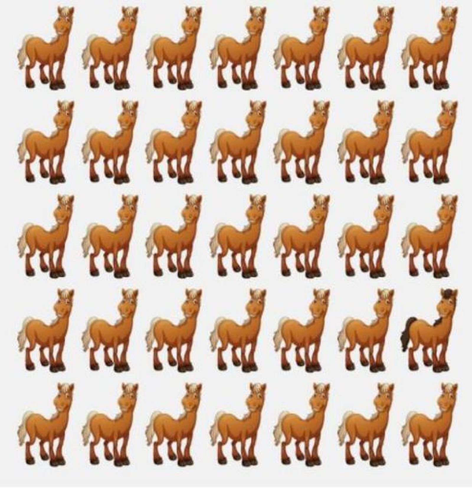 ¿Puedes descubrir el caballo diferente?