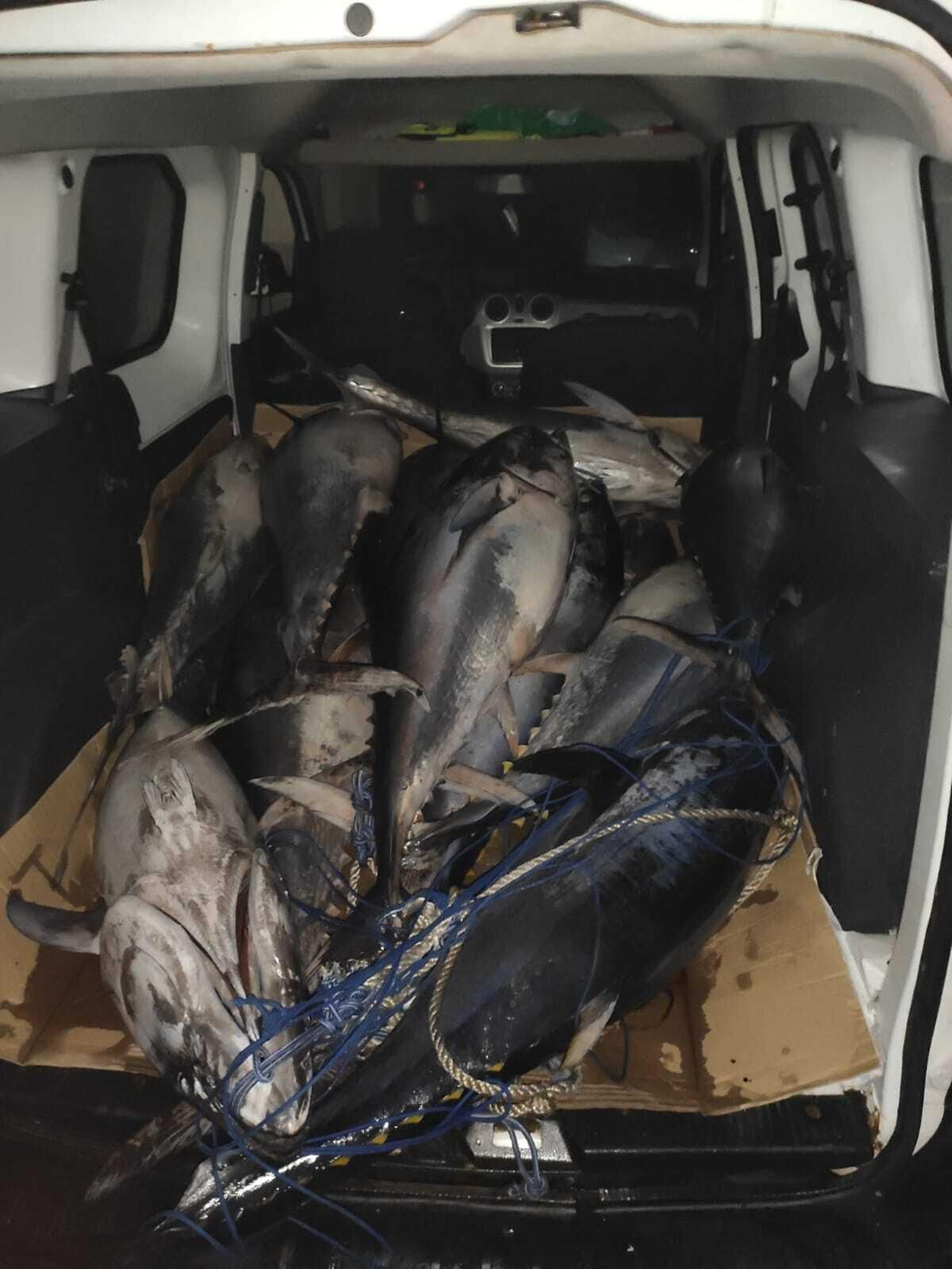 Los atunes, en el interior de la furgoneta en la que fueron interceptados