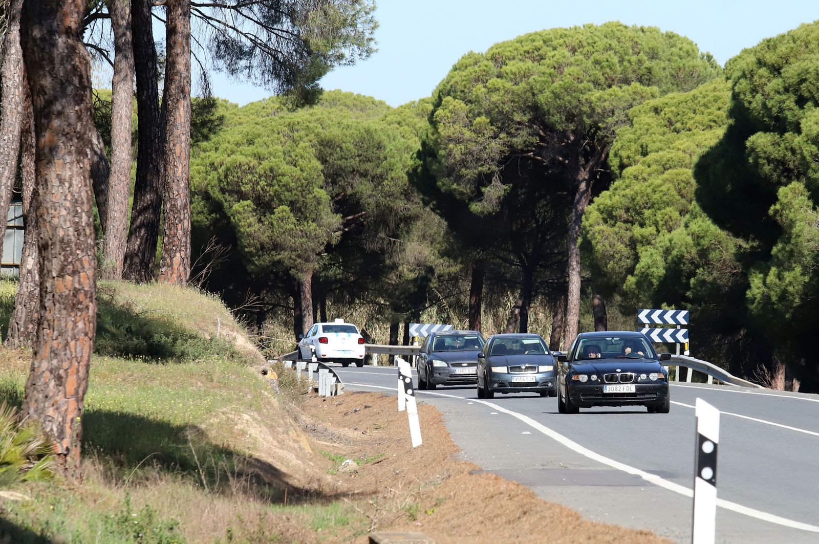 Pinares en la provincia onubense.