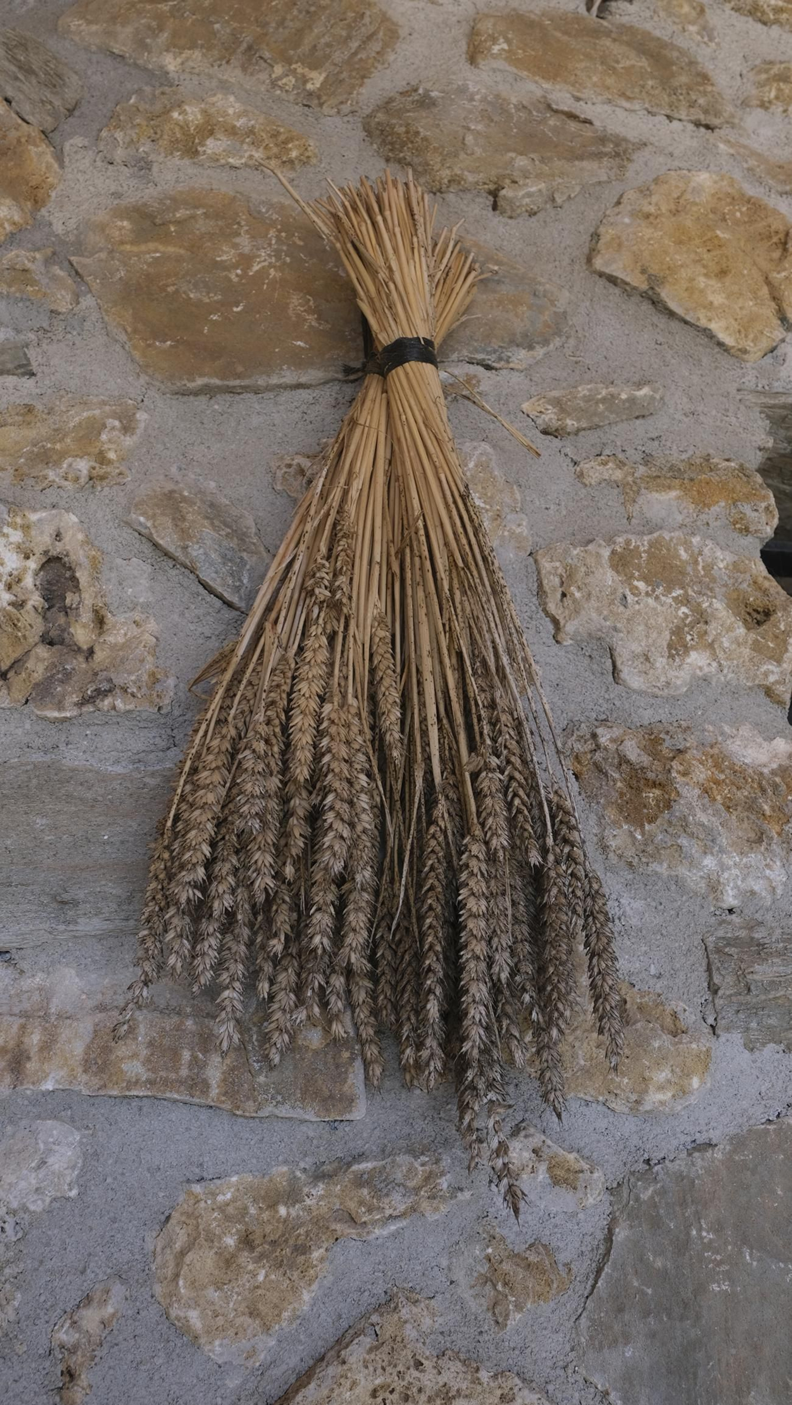 La trufa negra, el tesoro oculto de Laujar, en imágenes