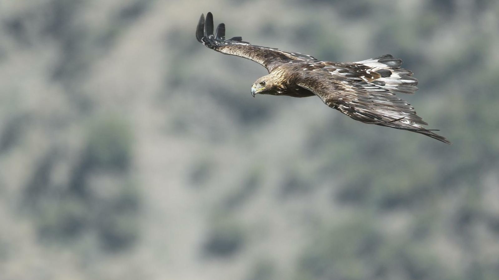 Tres días y noches en un hide hicieron falta para captar el vuelo del águila real.