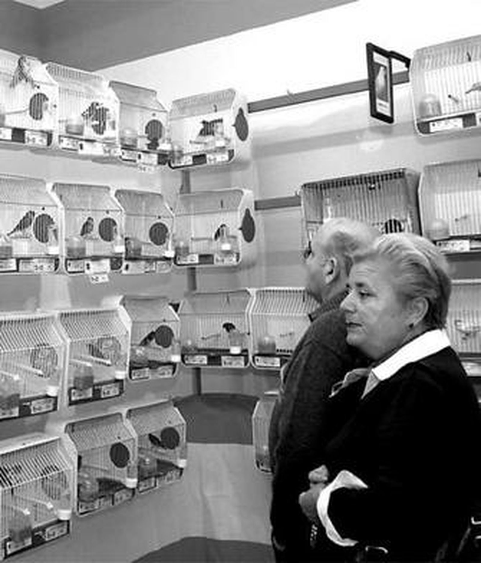 Exposición de pájaros de la muestra organizada por la entidad La Isla.