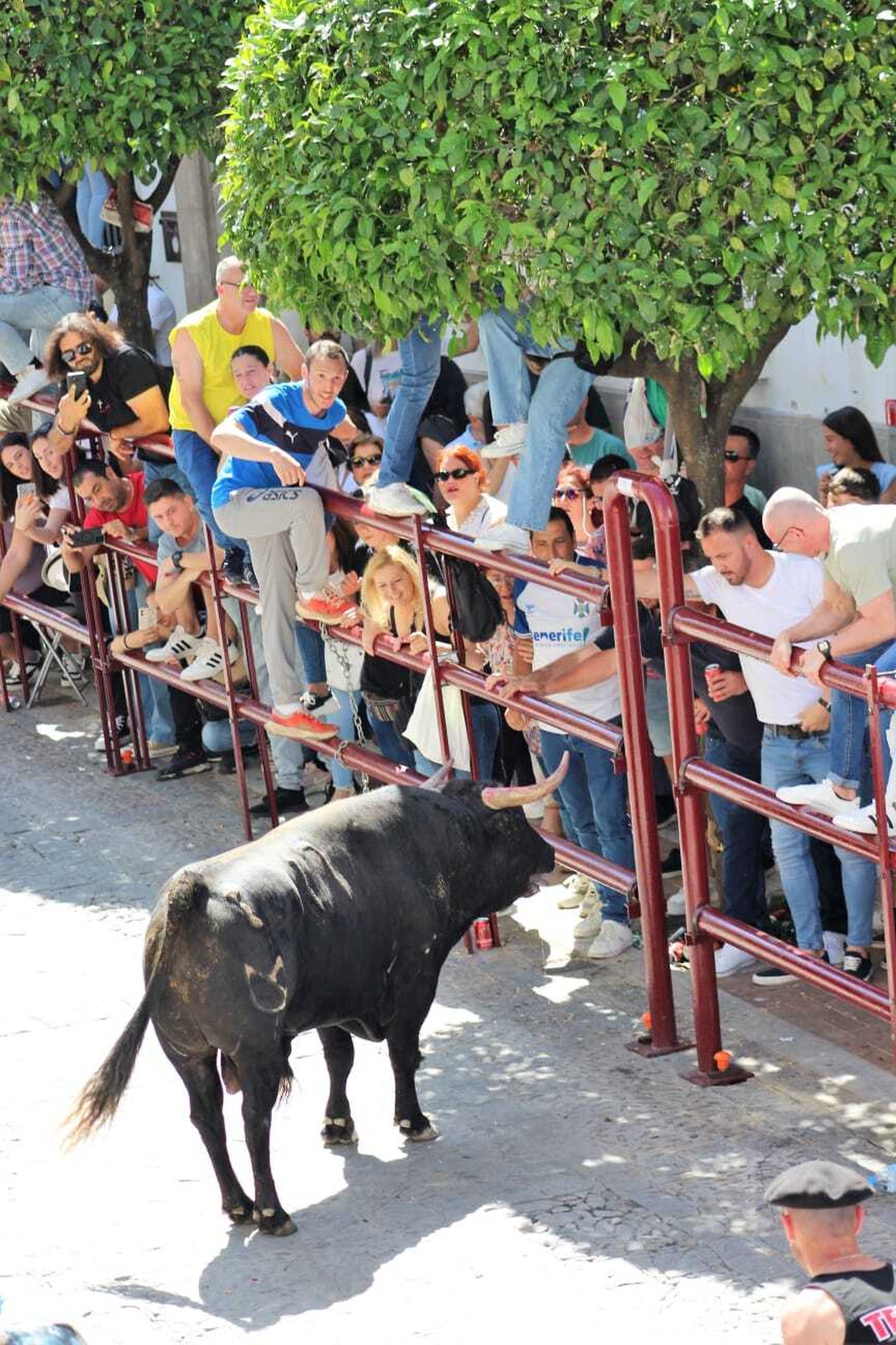 Las imágenes de la celebración del Toro del Aleluya en Arcos 2024