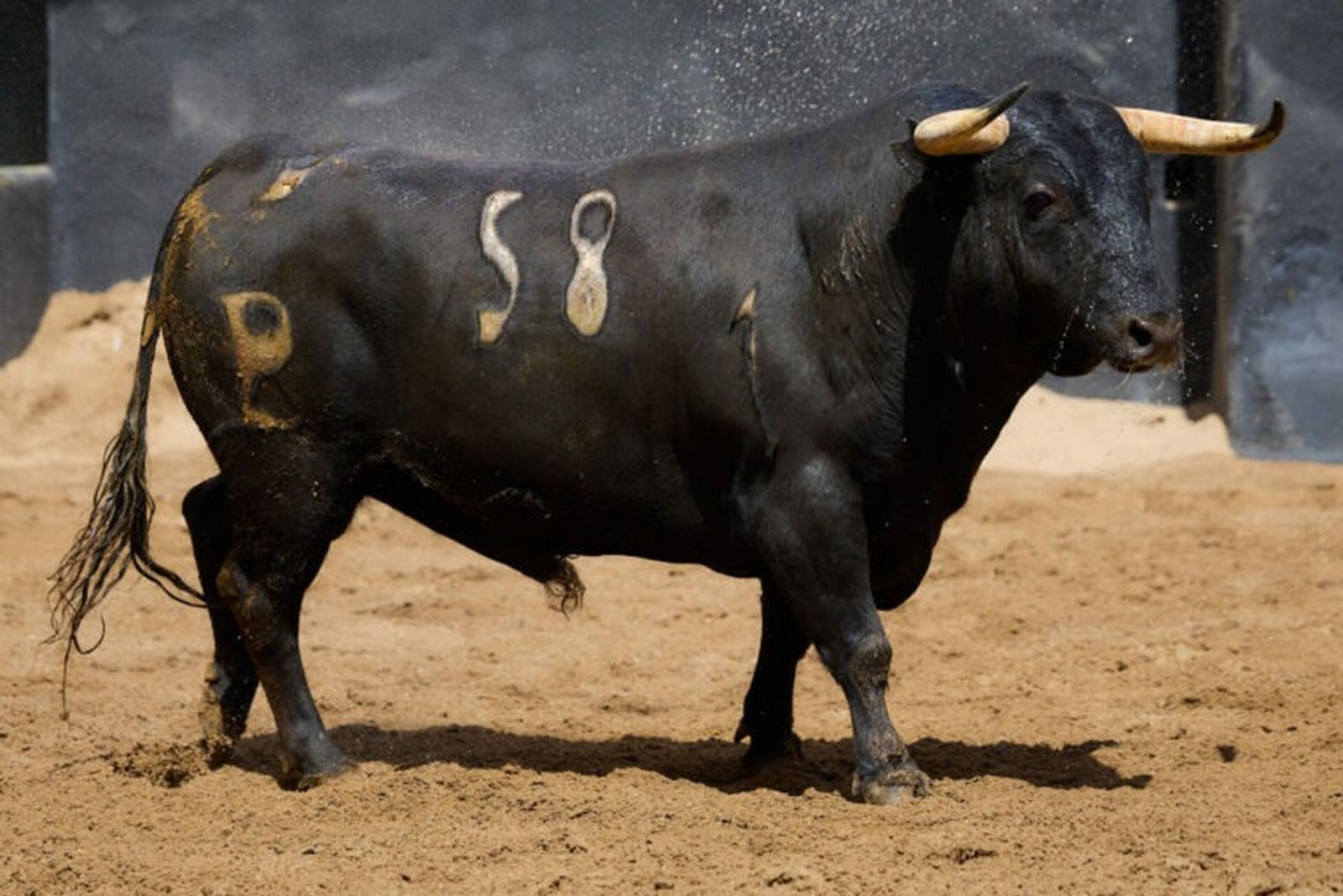 Toro de Alcurrucén, nº 58, 'Pelucón', negro, 558 kg, nacido el 10/20.