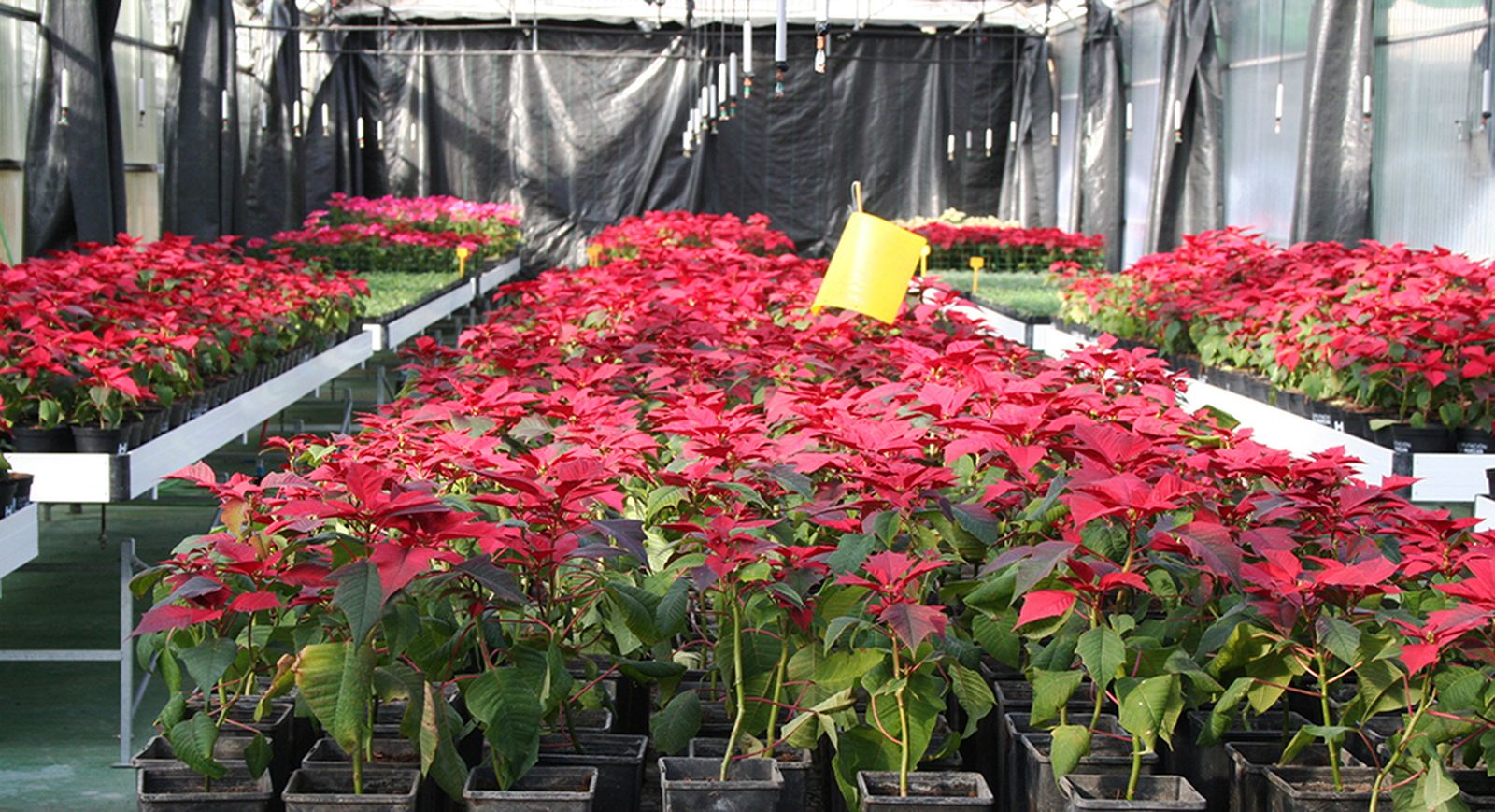 Los pueblos de Huelva se llenan de Navidad con el reparto de la tradicional flor de pascua