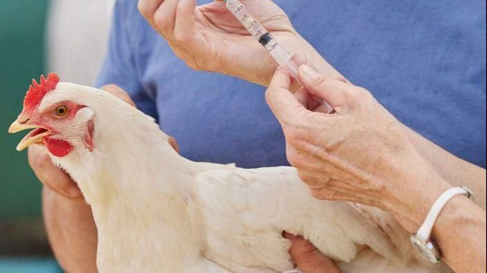 Los veterinarios desarrollan una vigilancia constante.