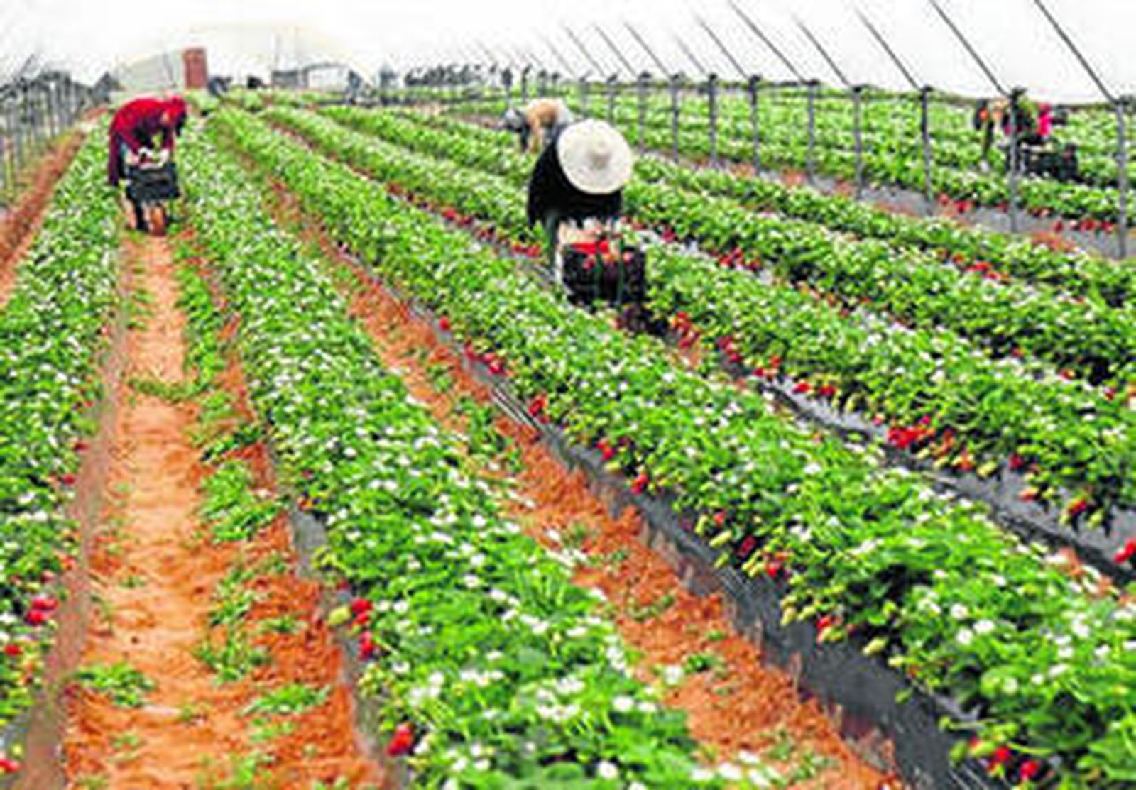 Recolección de fresa bajo plástico.