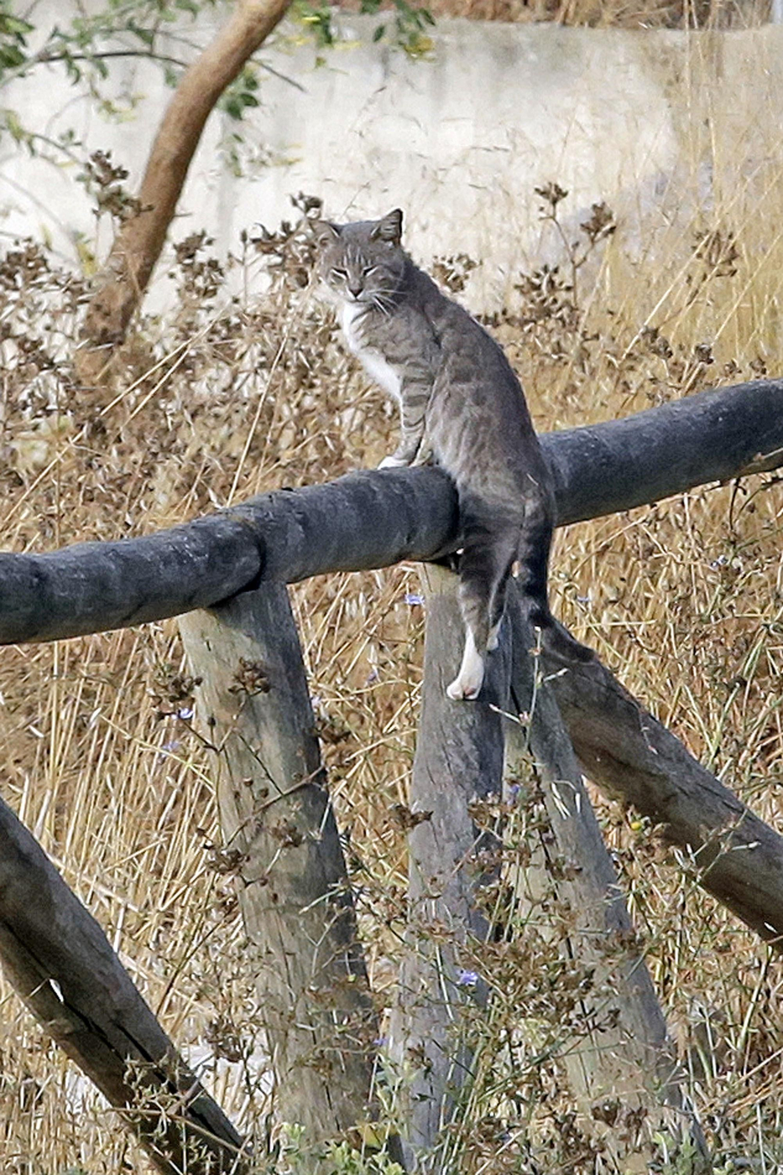 Un gato en la Laguna de Torrox, 'censado' por la asociación.