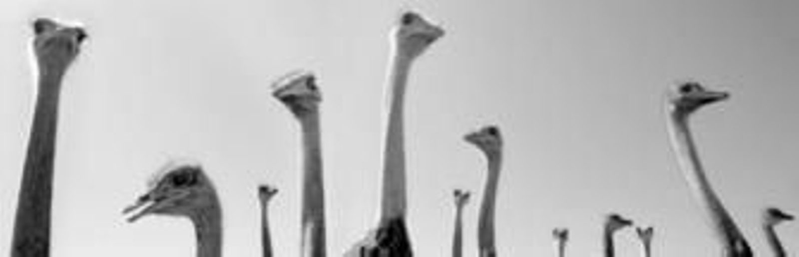 Varias crías, recién nacidas, salen del cascarón.