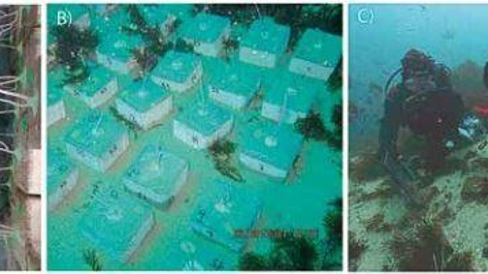 A) Trasplantes de E.singularis mantenidos en el acuario. B) Primeros trasplantes reintroducidos en la zona de  restauración. C) Primer seguimiento fotográfico de los trasplantes, al cabo de 3 meses de su introducción en el medio.