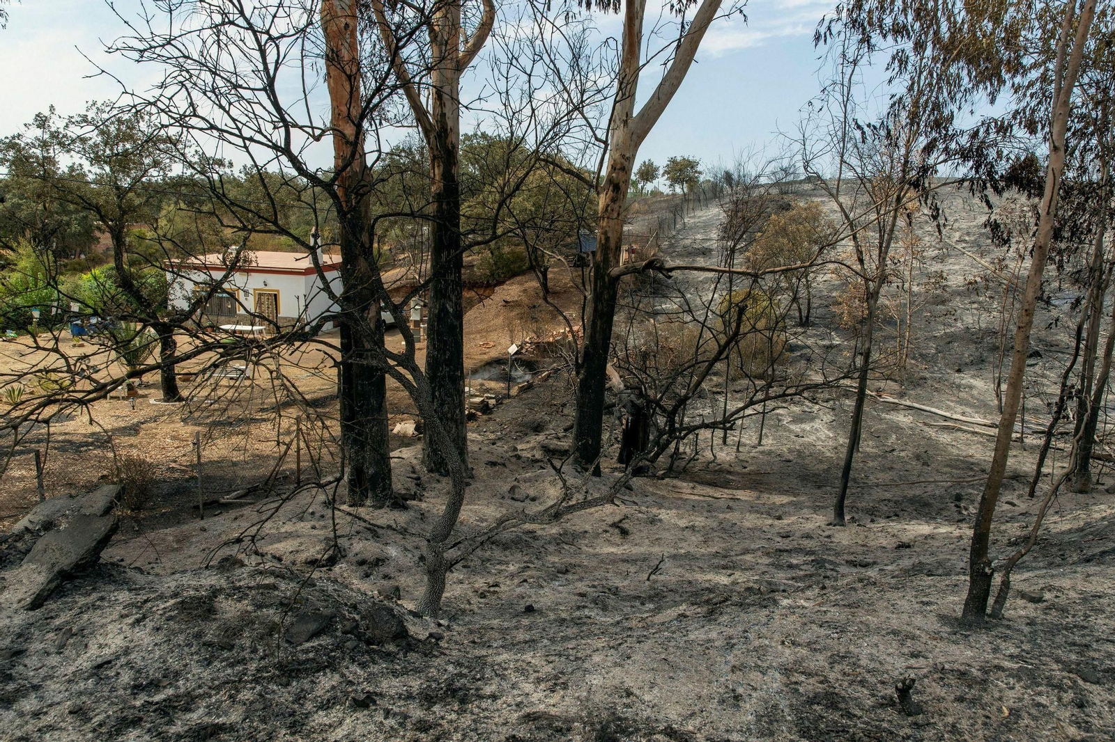 Paraje de El Ronquillo afectado por el incendio a primeros de septiembre de este año.