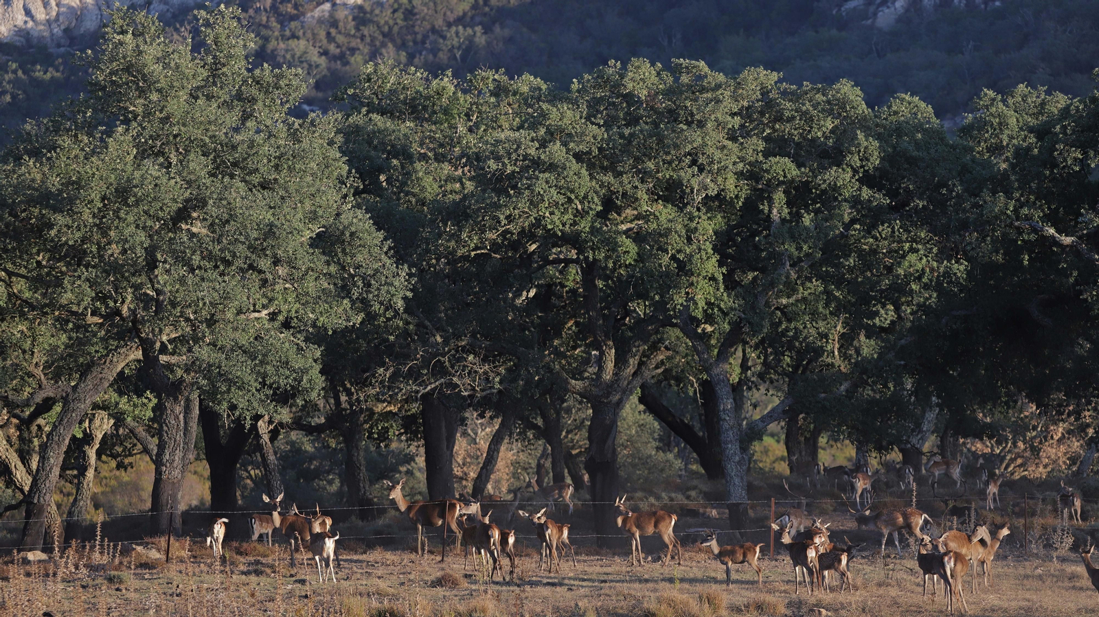Fotos de la berrea en el Parque Natural de Los Alcornocales