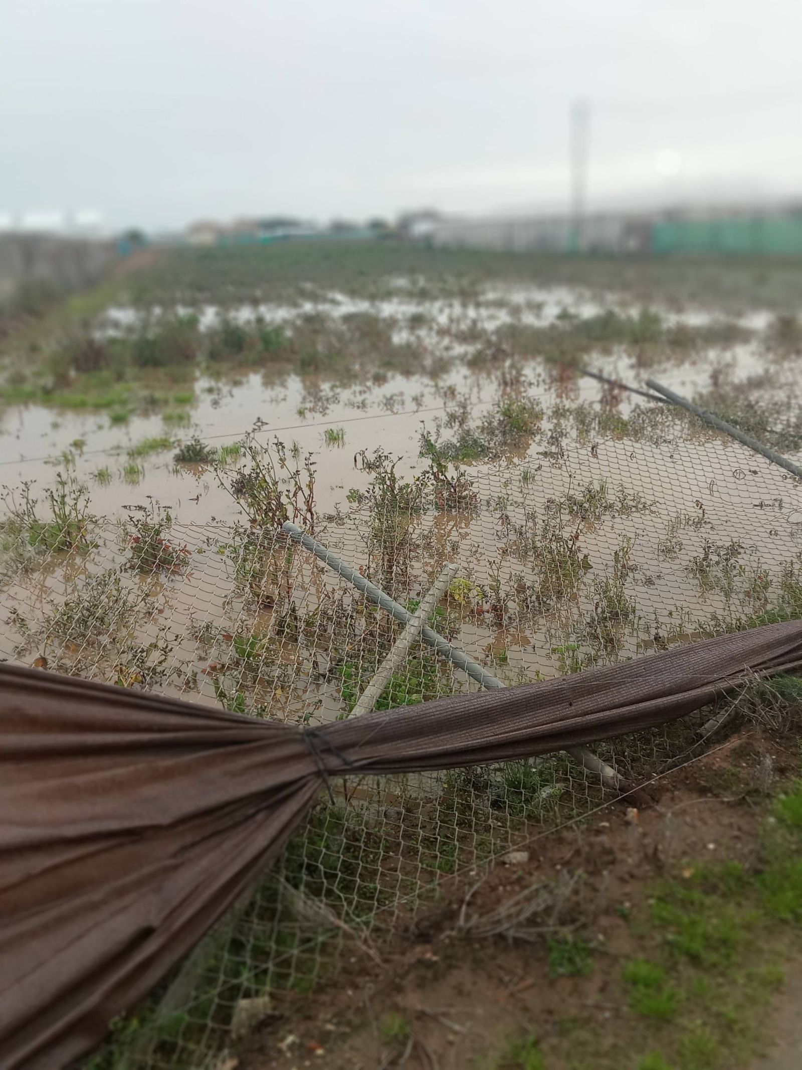 Campos anegados por la lluvia en Chipiona.
