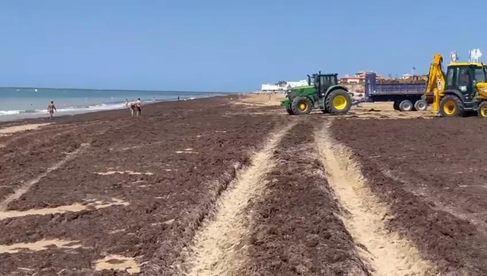 Recogida de algas en el litoral roteño