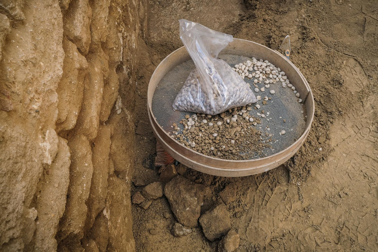 Caracoles, navajas y otros moluscos que han aparecido en el solar.