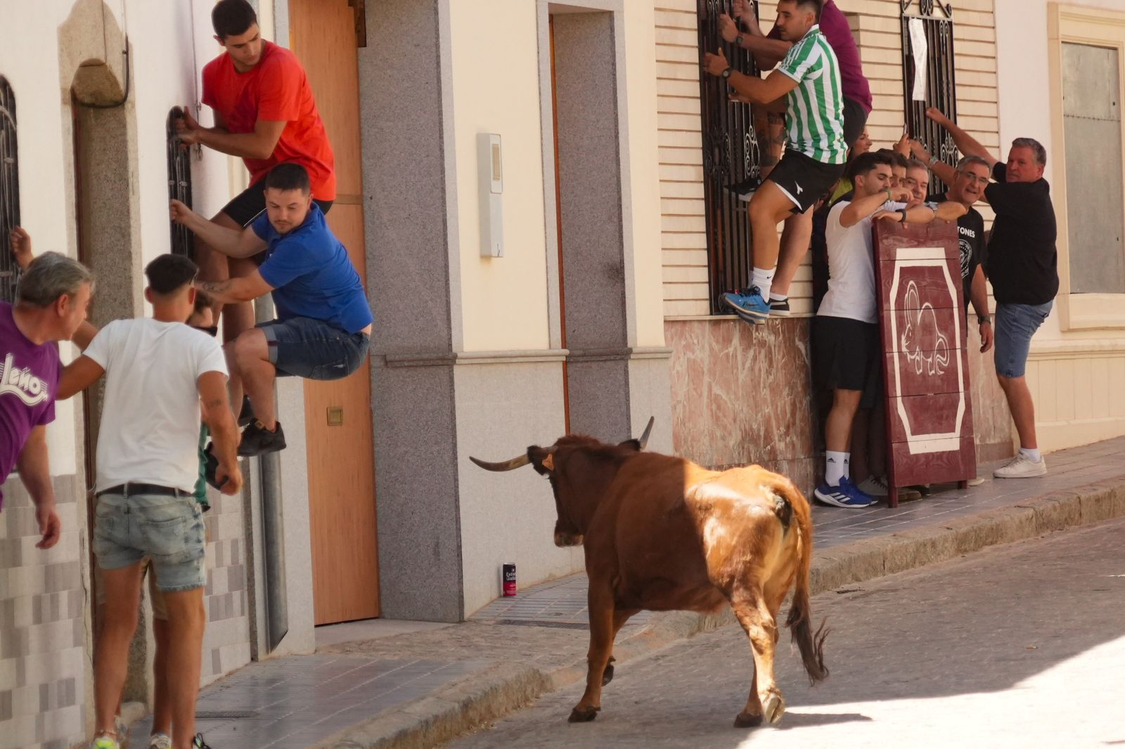 El encierro de vaquillas por Santa Ana El Viso, en imágenes