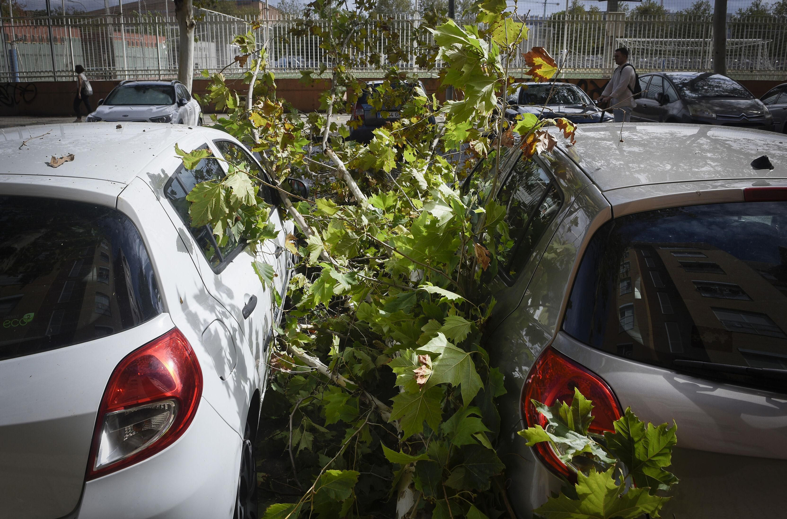 Árboles caídos en Sevilla por las fuertes rachas de viento de esta pasada semana.