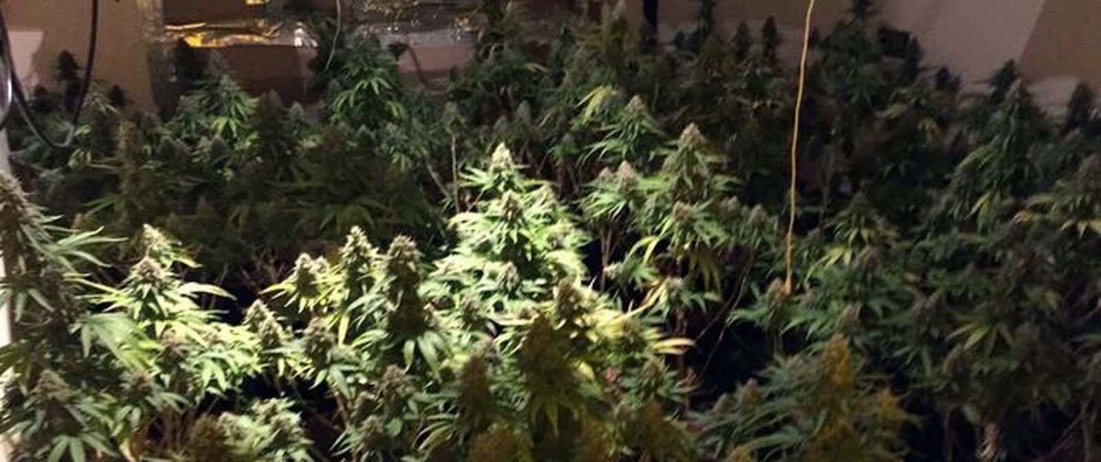 Plantación de marihuana