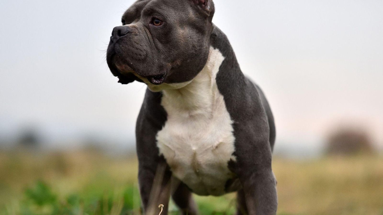 pitbull