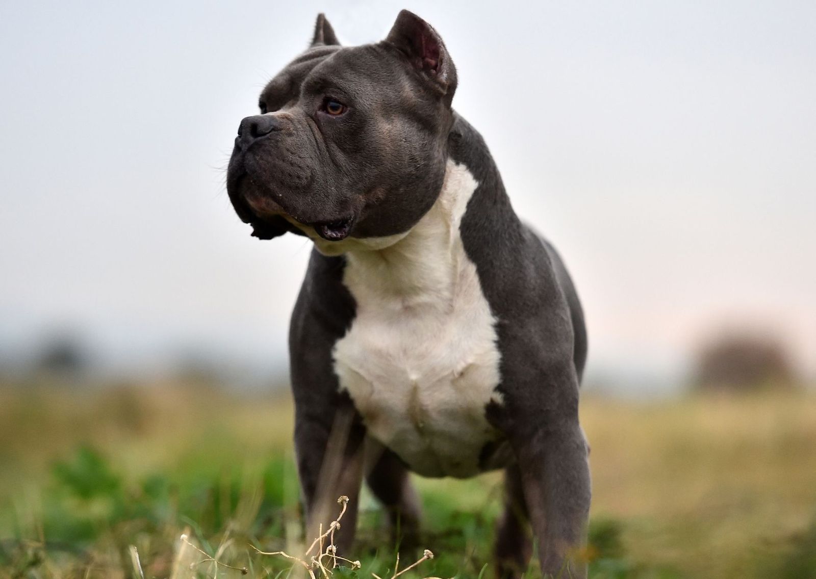 pitbull