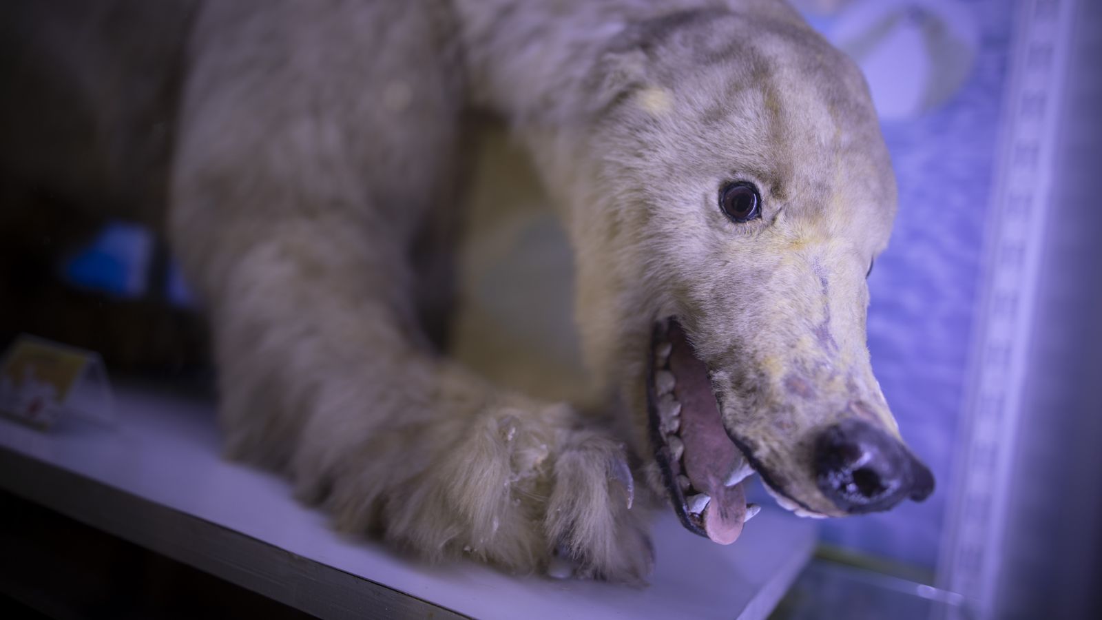 Oso disecado que se conserva en el pasillo del Departamento de Zoología de la UGR.