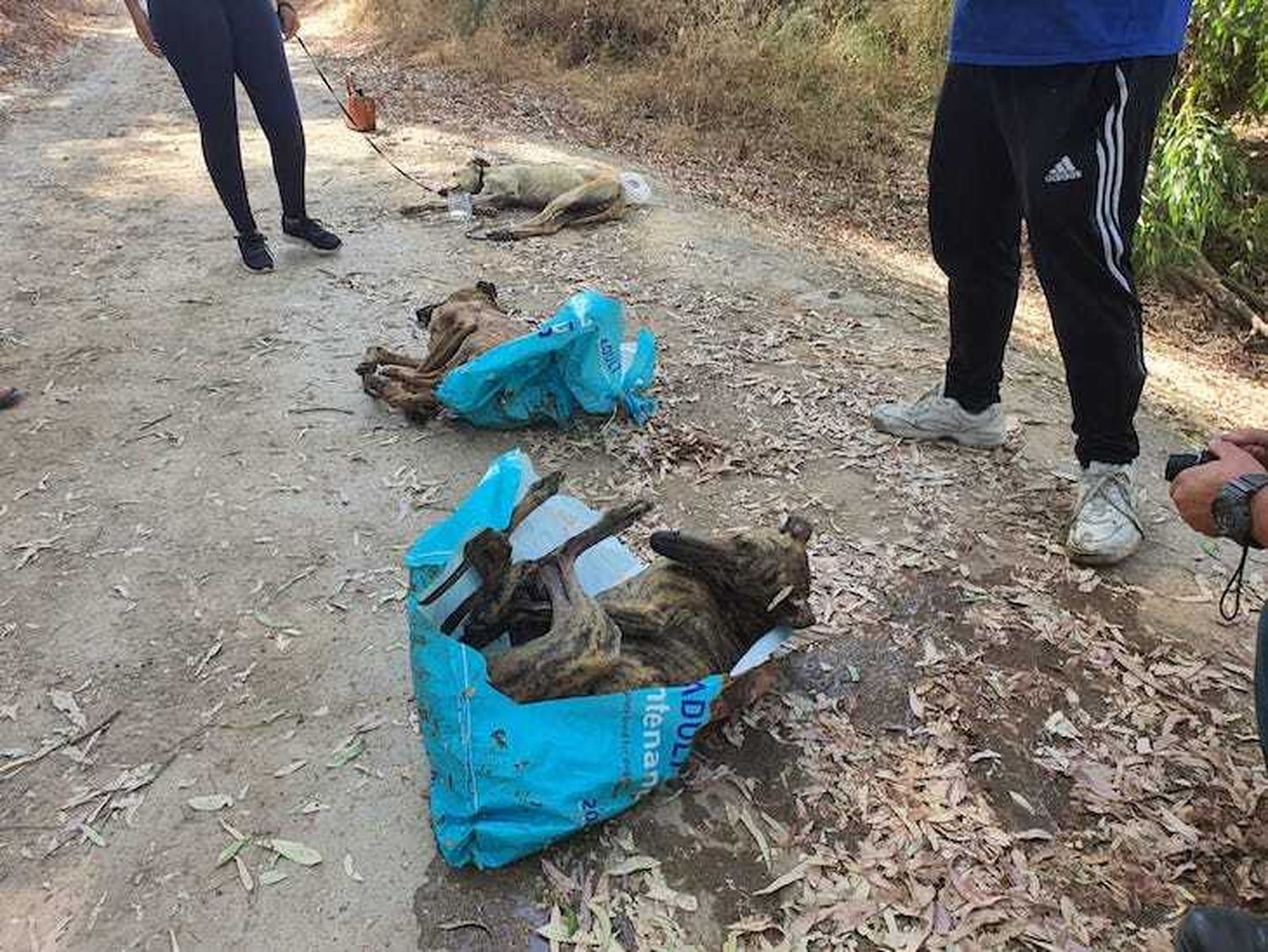 Mató a unos galgos al arrojarlos al río en Sevilla y se enfrenta a 4 años de cárcel