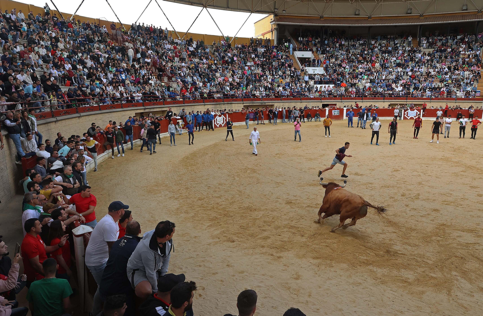 Las mejores fotos del Toro Embolao de Los Barrios 2024