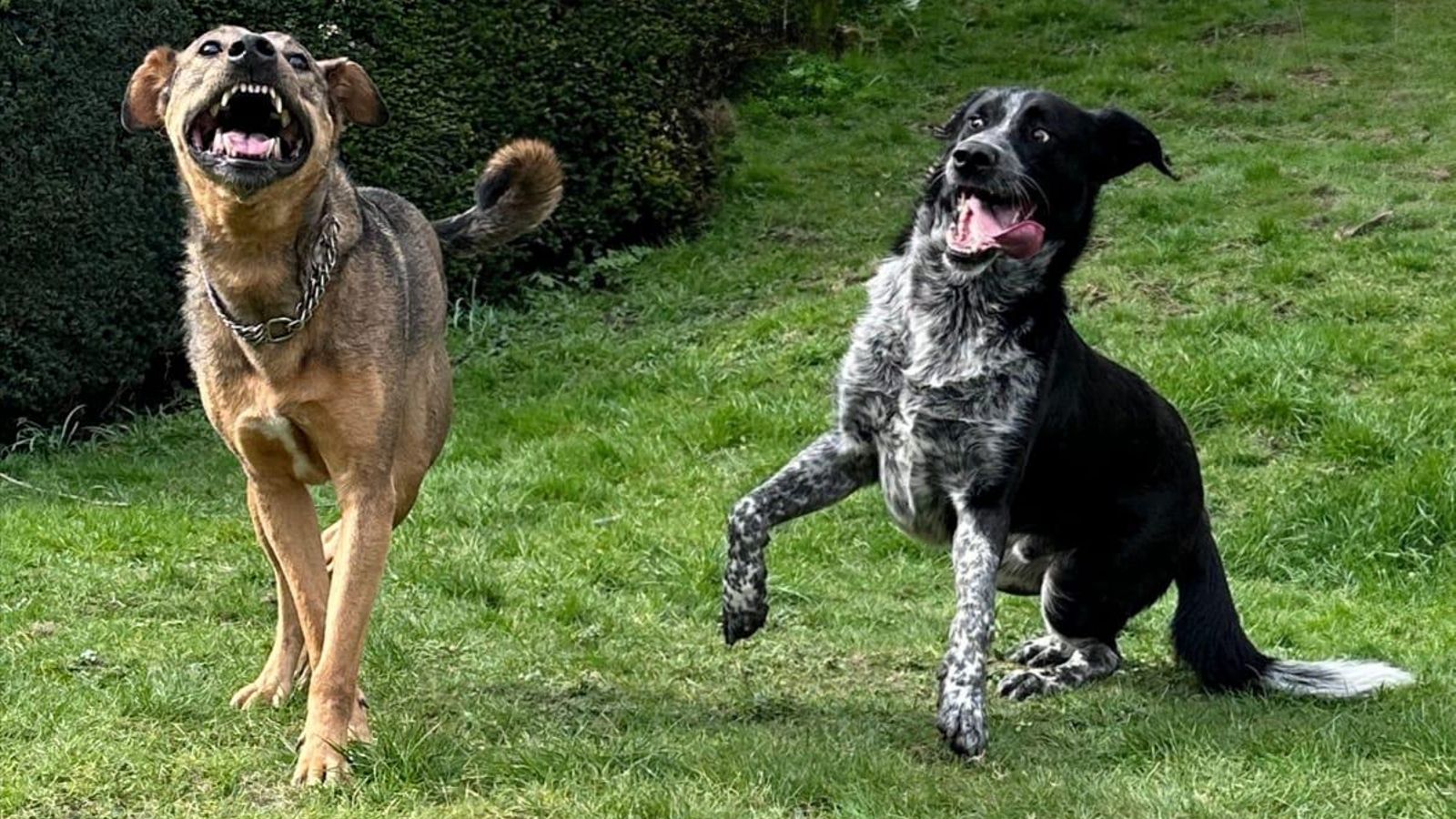 Perros del refugio adoptados por Tamira