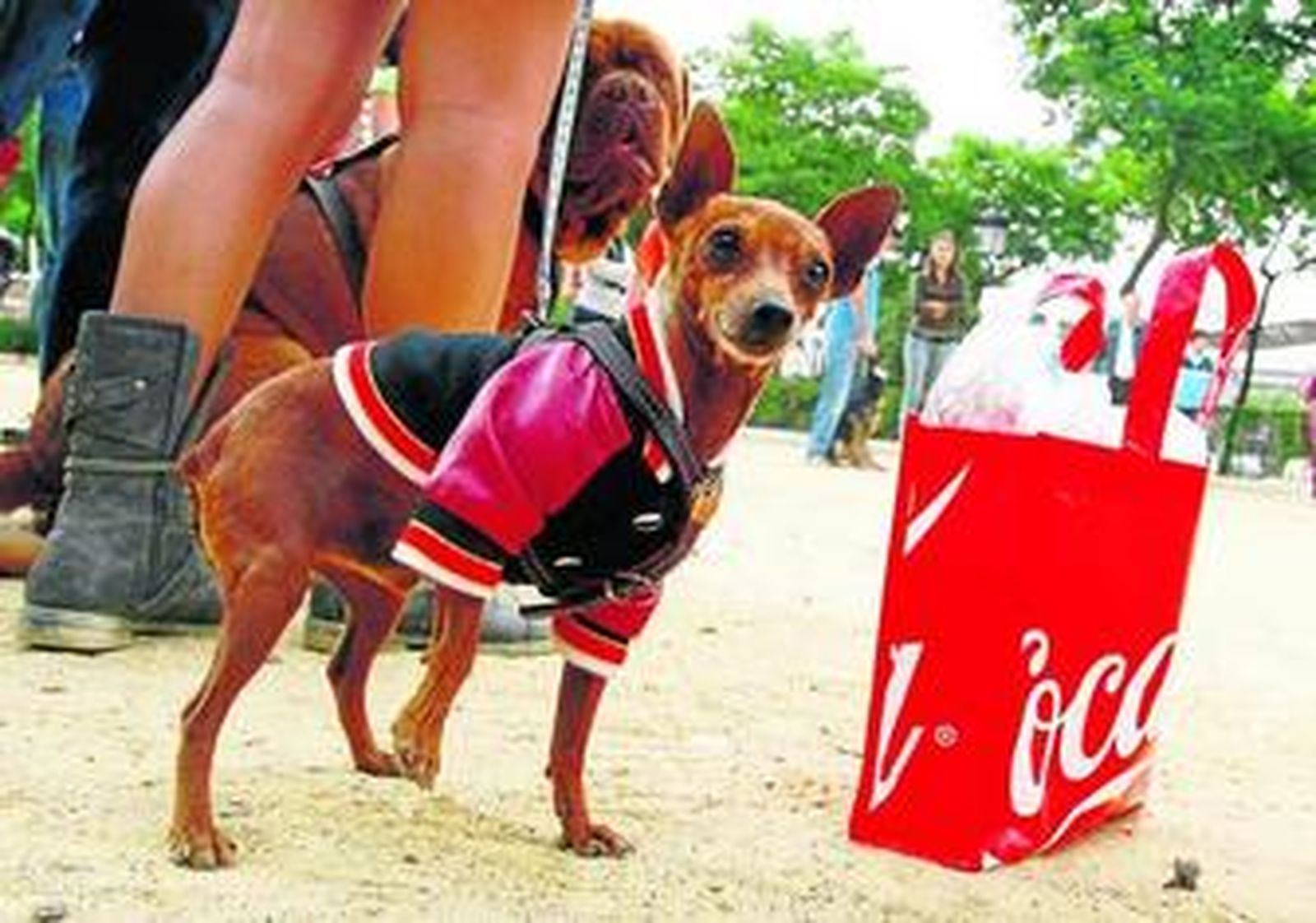 Una de las mascotas participantes en la última Feria de Perros y Gatos celebrada en Huelva.