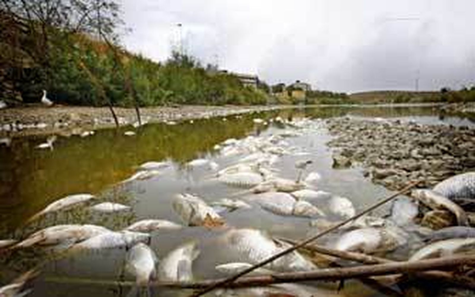Desagradable aspecto que presentaba ayer por la mañana la Laguna de Torrox. /Pascual