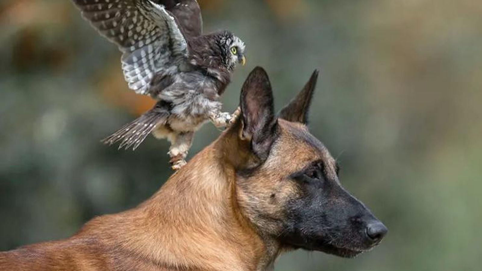 Sesión fotográfica de Ingo y los búhos