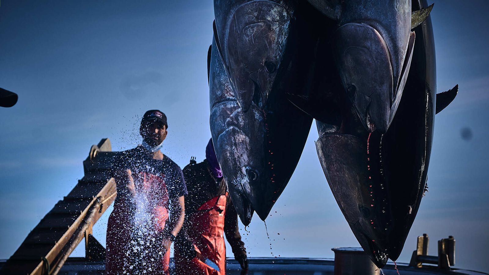 Levantá de atunes en la almadraba de Barbate.