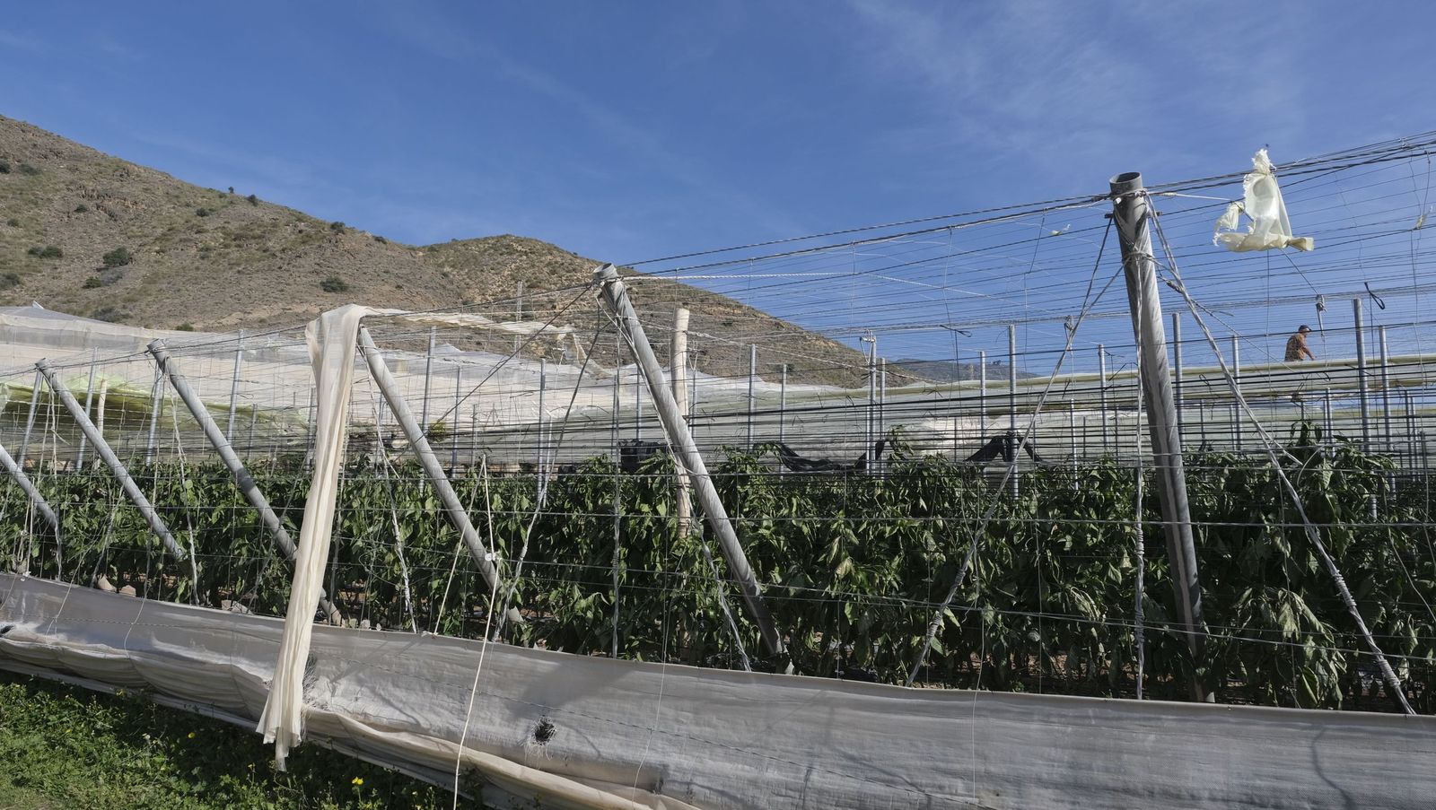 Los efectos del temporal de viento en los invernaderos, en imágenes