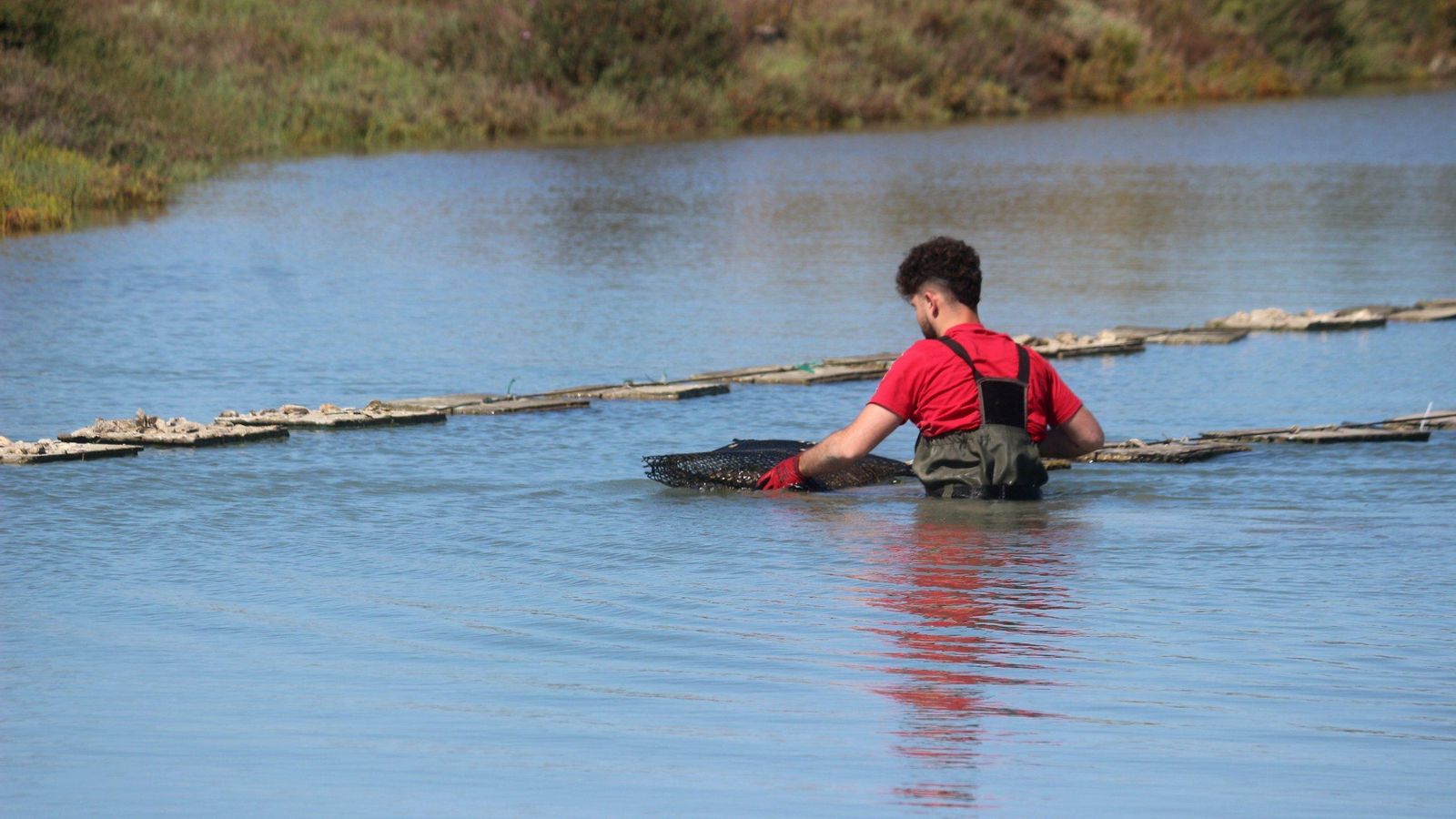 Cultivo de ostras en Estero Natural