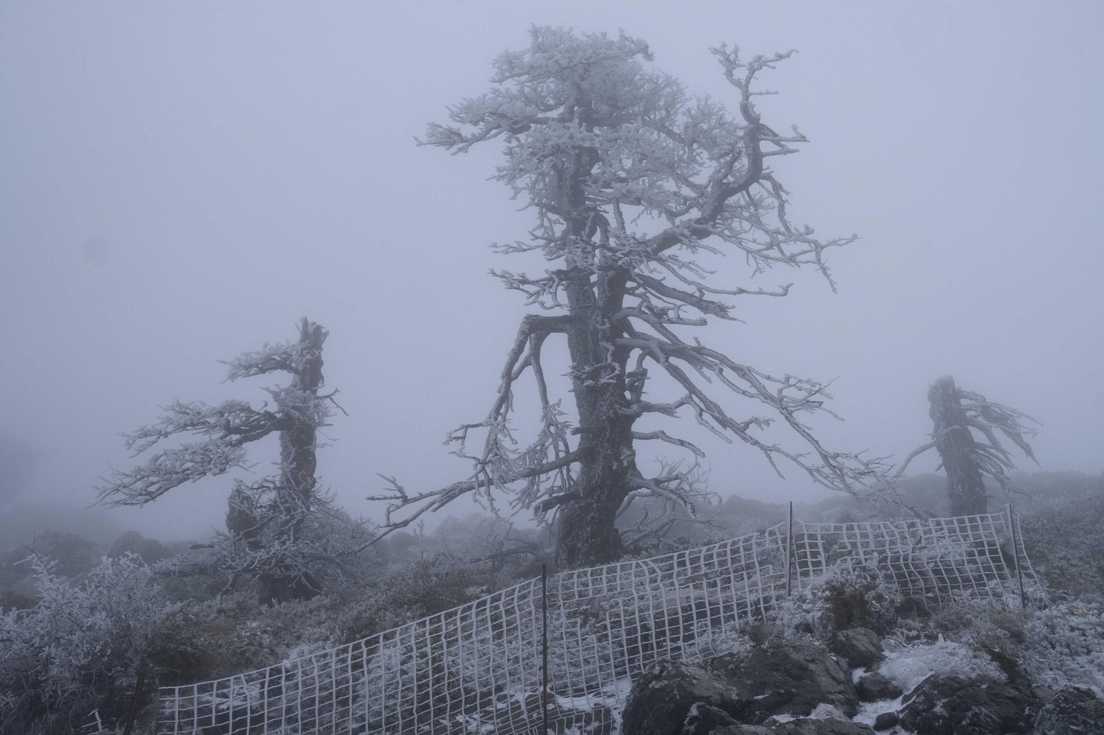 Nevada en la Sierra de las Nieves, en fotos