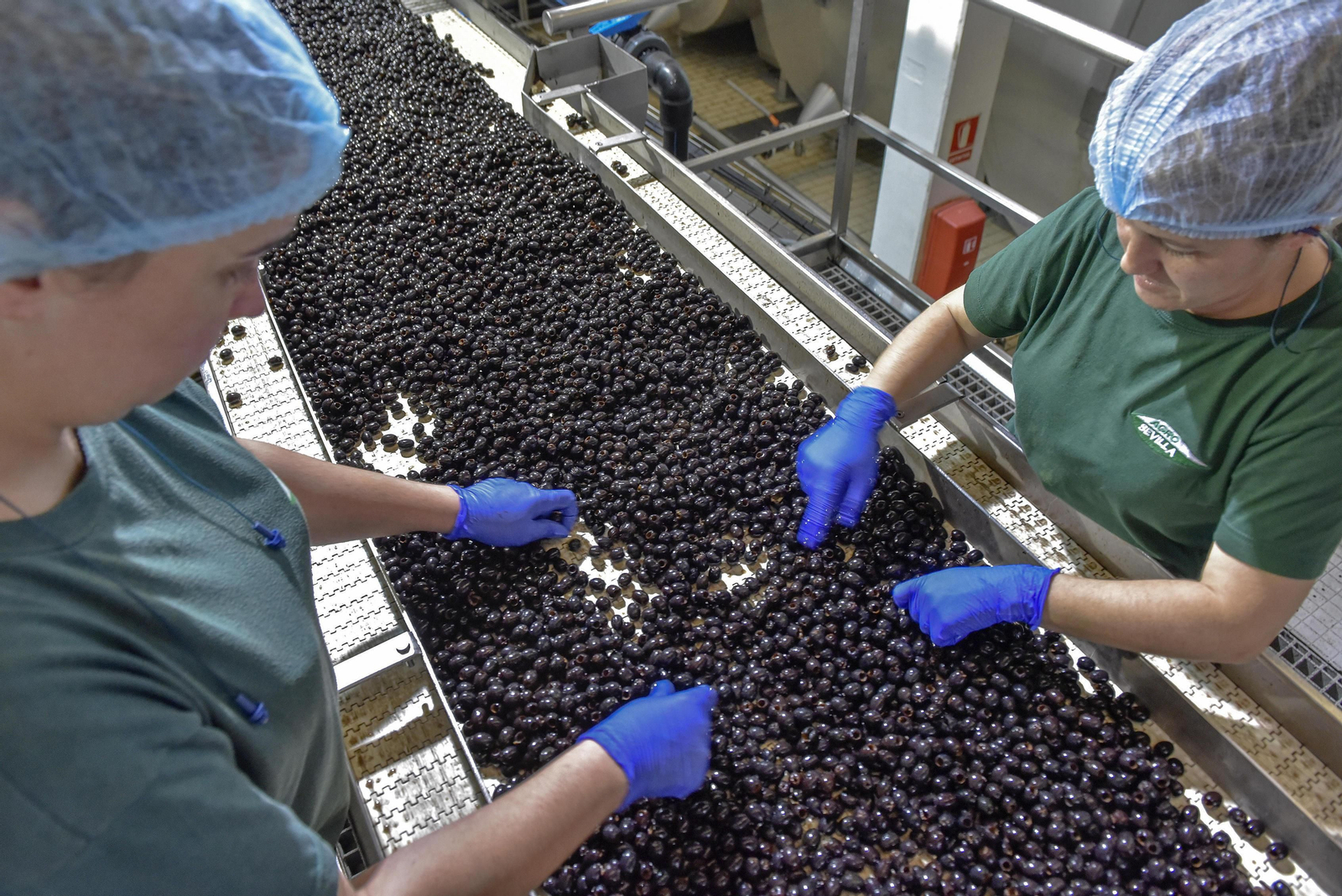 Planta de procesado de aceituna negra