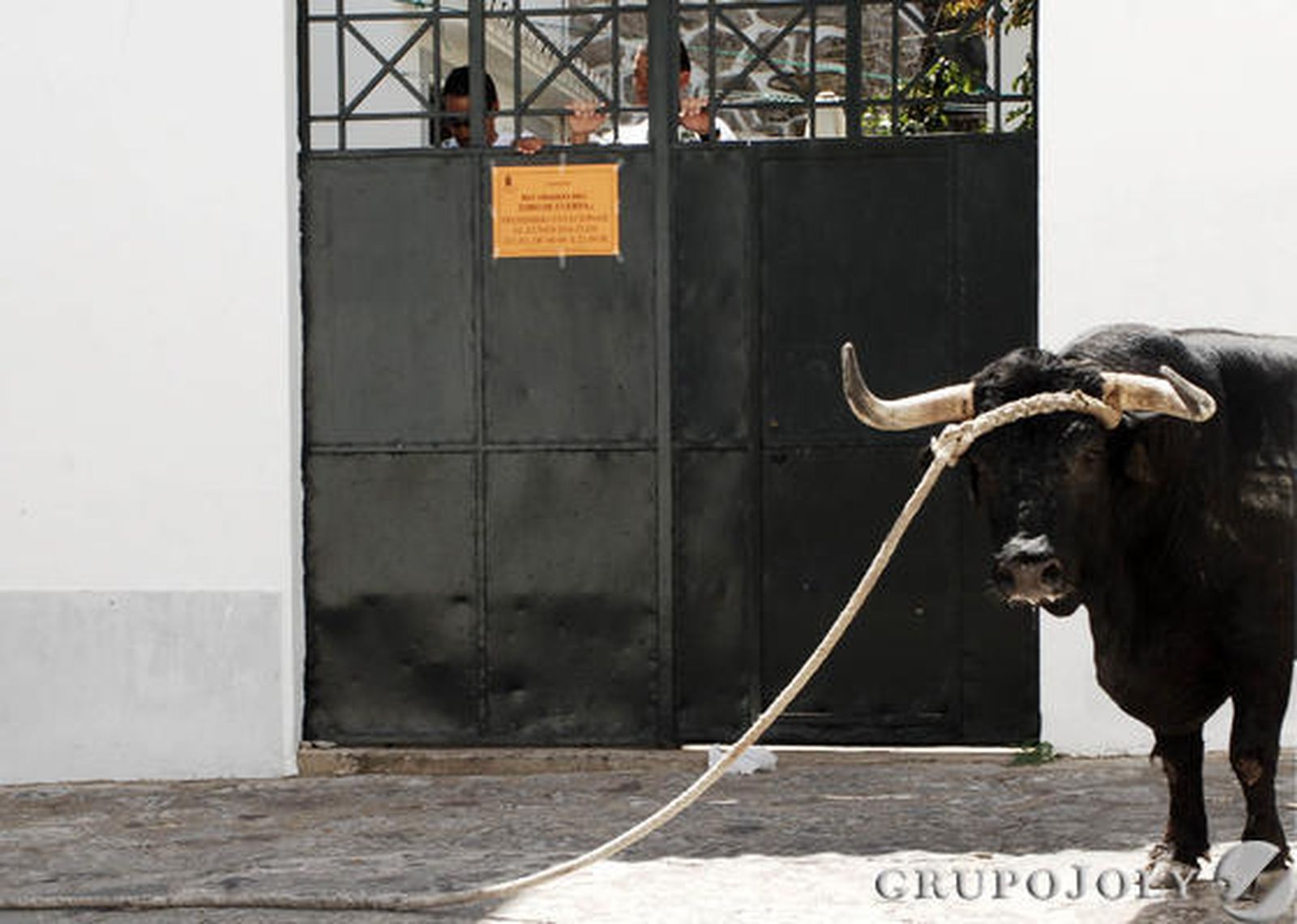 Imágenes del Toro de Cuerda