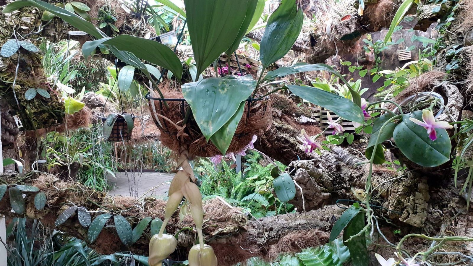 La especie de orquídea ‘Stanhopea nigrovilacea’.