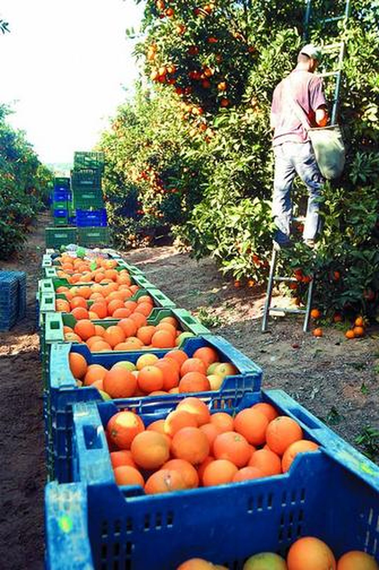 La economía agraria crece un 2,2% pero no llega al nivel de 2005