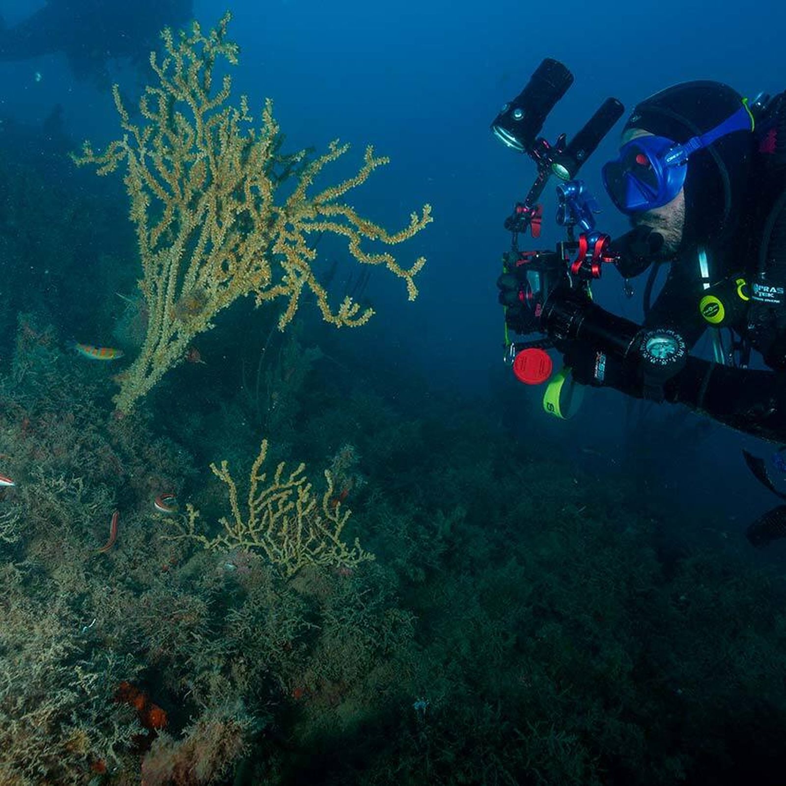 Personal de la Fundación Museo del Mar de Ceuta fotografiando Gerardia savaglia