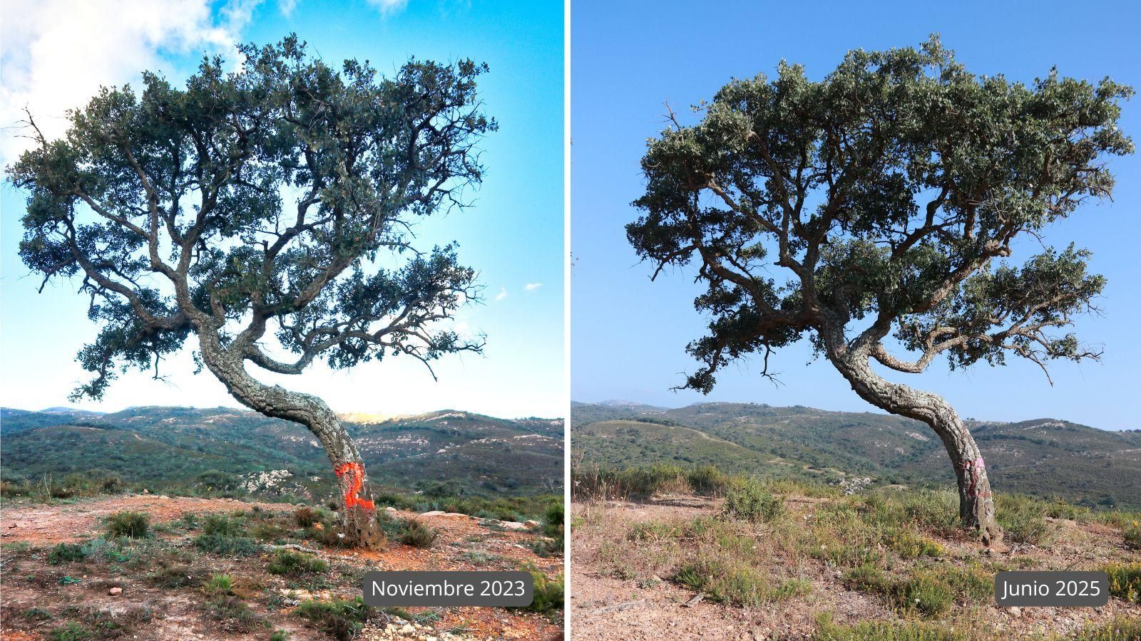 Comparativo de un árbol antes y después de la aplicación del fertilizante.