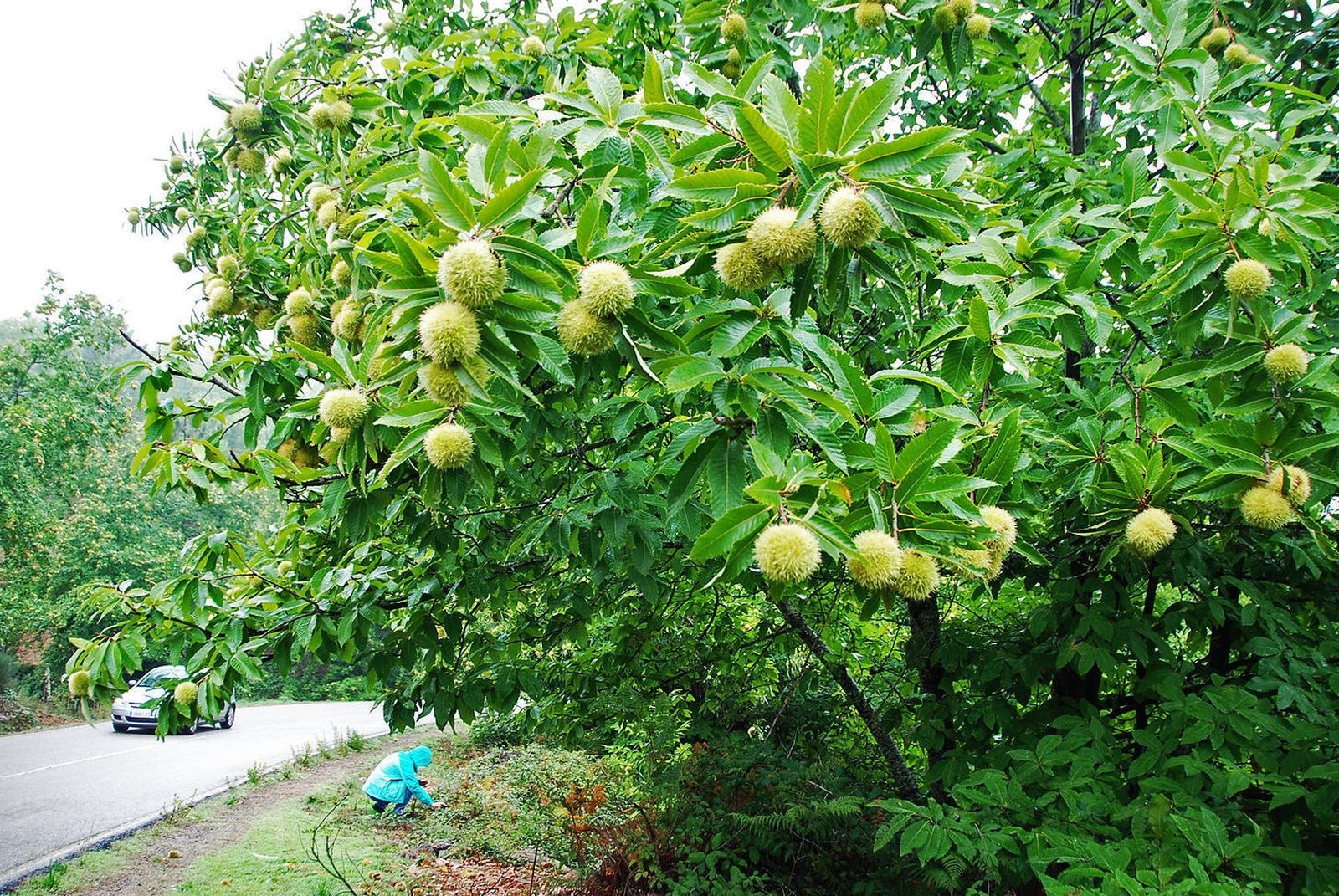 La castaña en la Sierra de Huelva.
