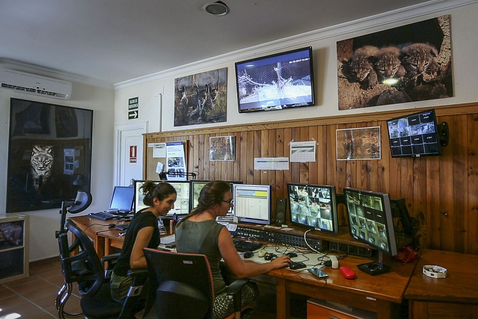 Monitorización de seguimiento en el Centro del Lince de Doñana.