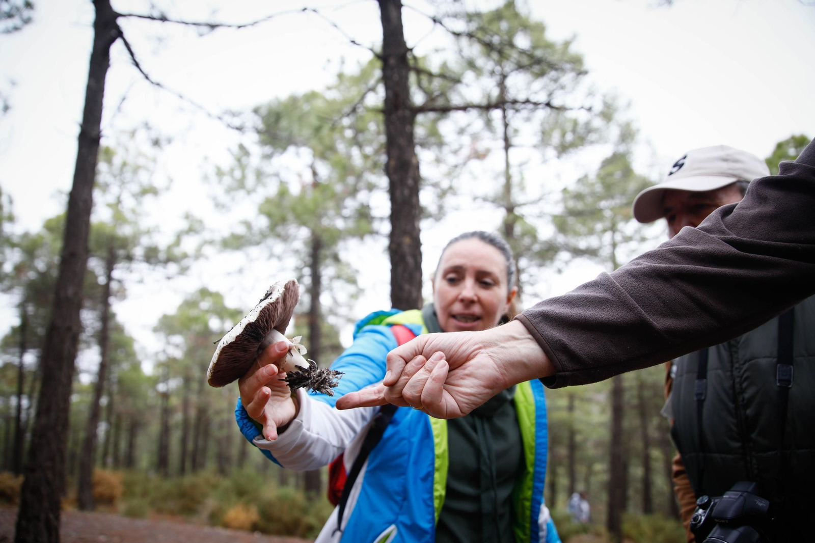 La ruta recolectora de setas en Abla por las XIX Jornadas Micológicas, en imágenes