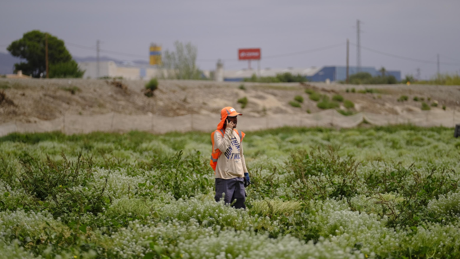 La sandía y el melón de Huércal Overa, manjares en imágenes