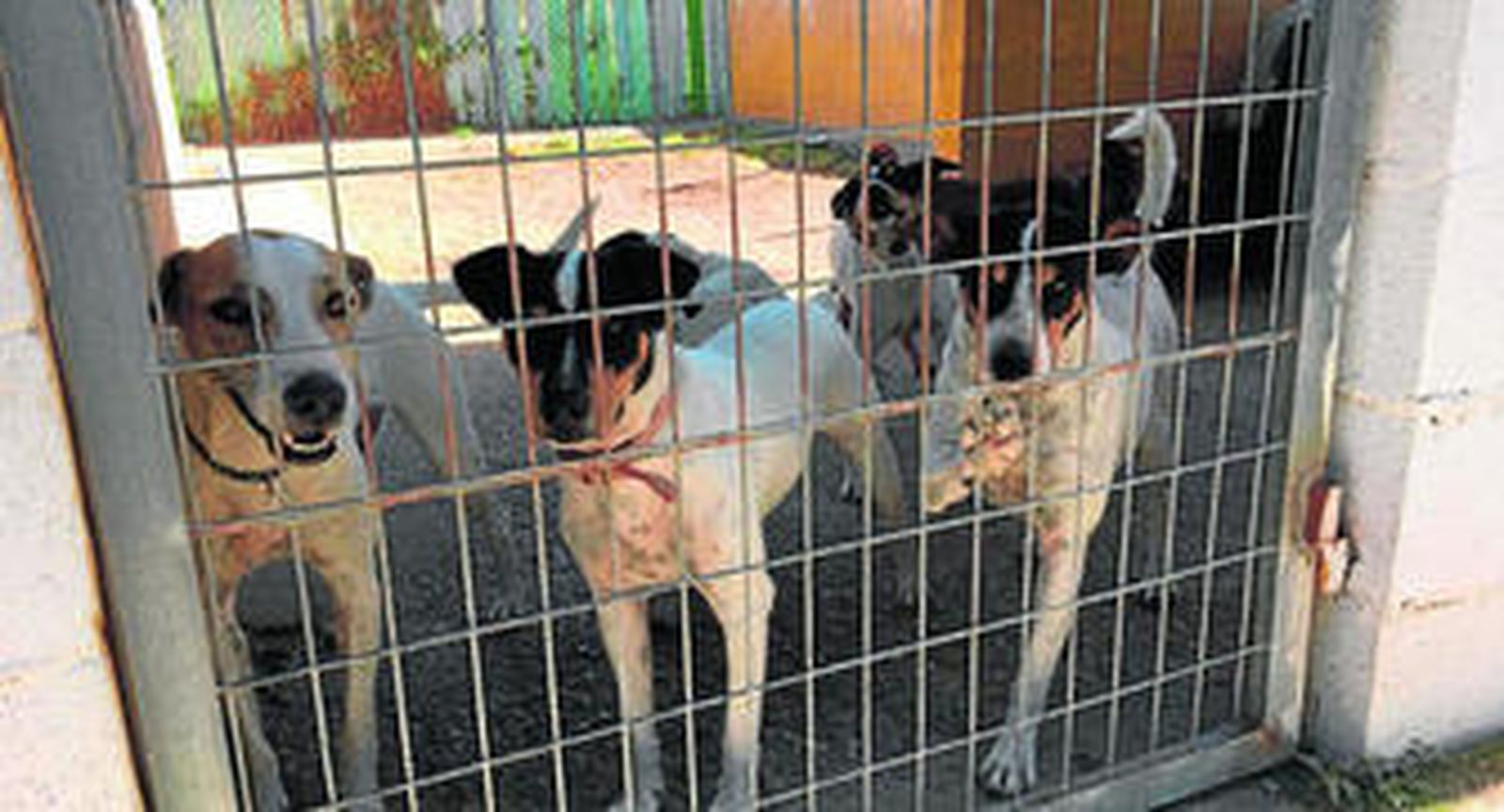 Los animales se encuentran hacinados en las jaulas del recinto.