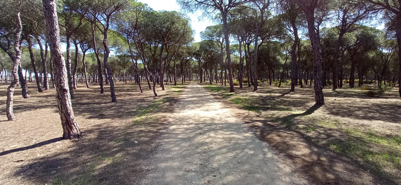 Las imágenes de la ruta de las salinas del Astur y los pinares de Punta Umbría