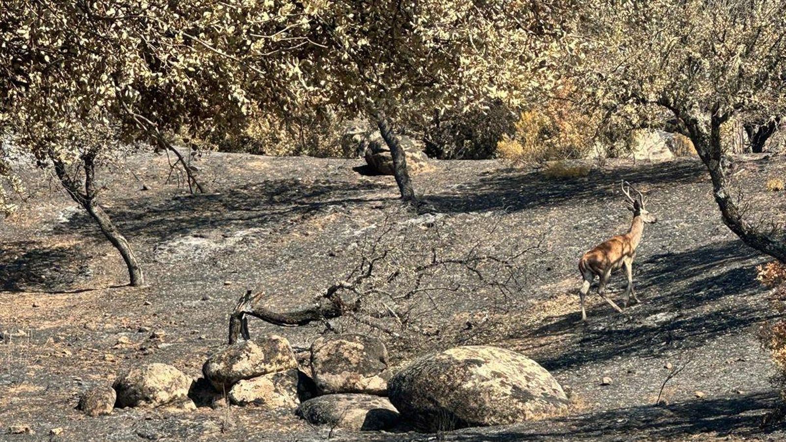 Ciervo en zona quemada del Encinarejo.