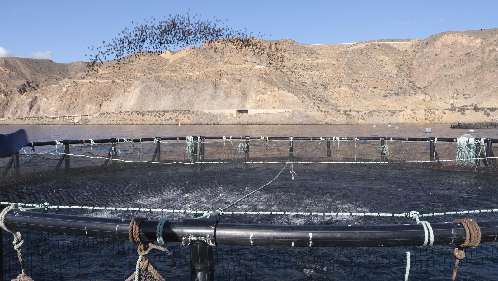 La piscifactoría de El Cañarete, en imágenes